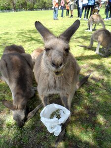Cute animals zoo funny