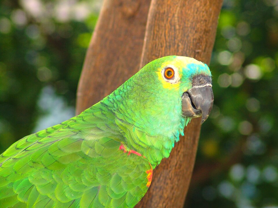 Parrot tropical bird brazil