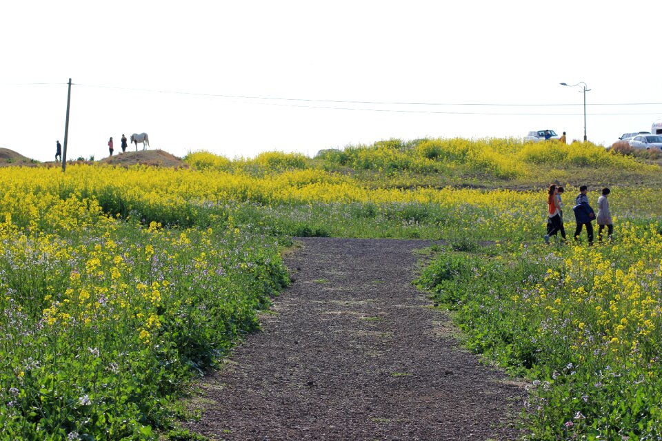 Tourism jeju island travel
