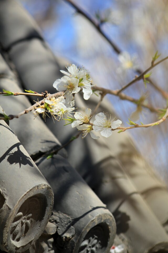 Peach blossom peach embankment tianjin hongqiao