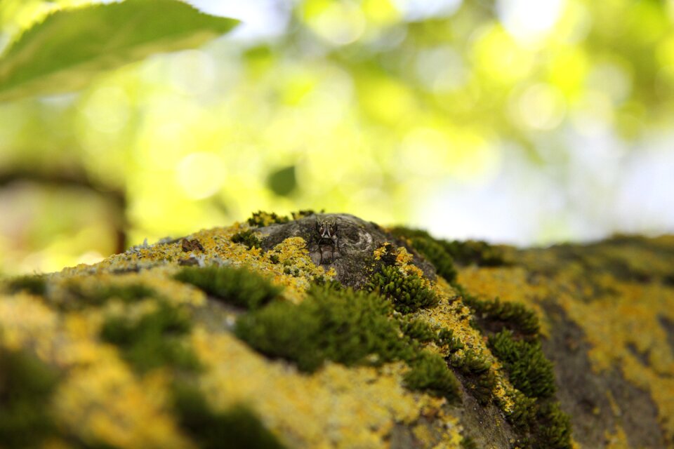 Fly close up moss