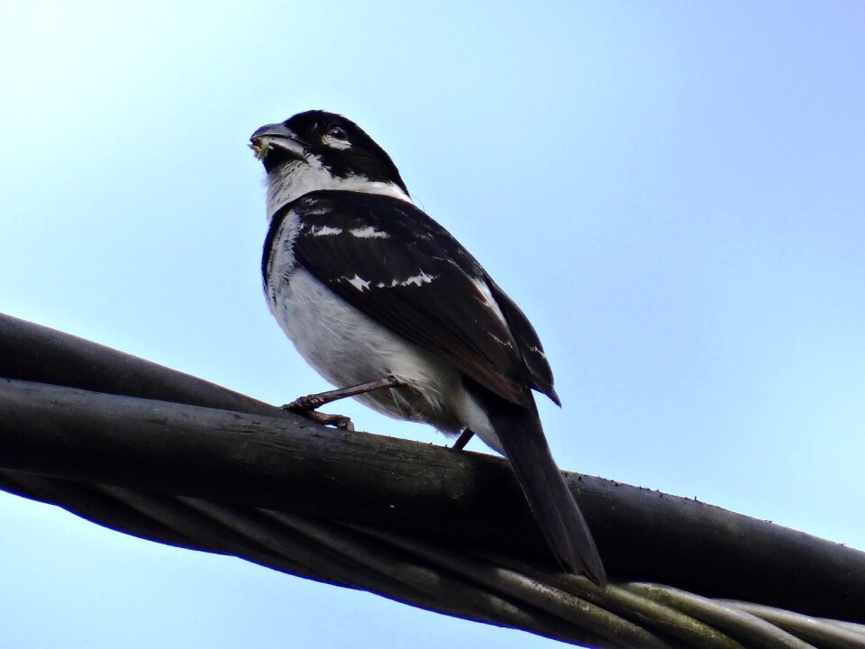 Semillero sporophila torqueola