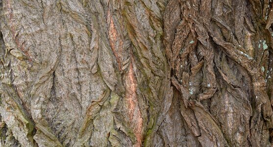 Nature structure sycamore photo