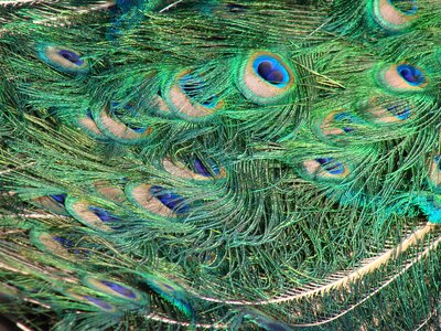 Four spot bird color