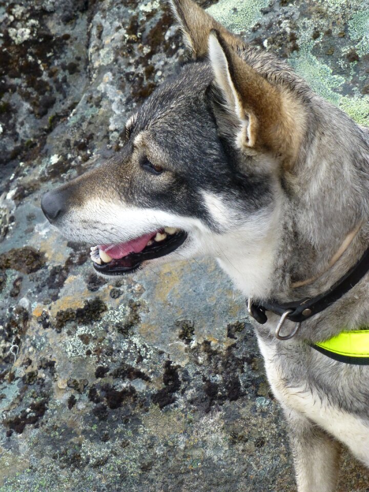 Dog norway mountain