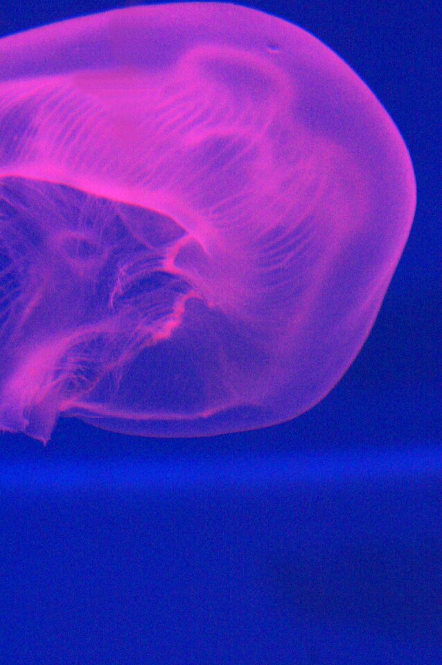 Medusa fuxia waters