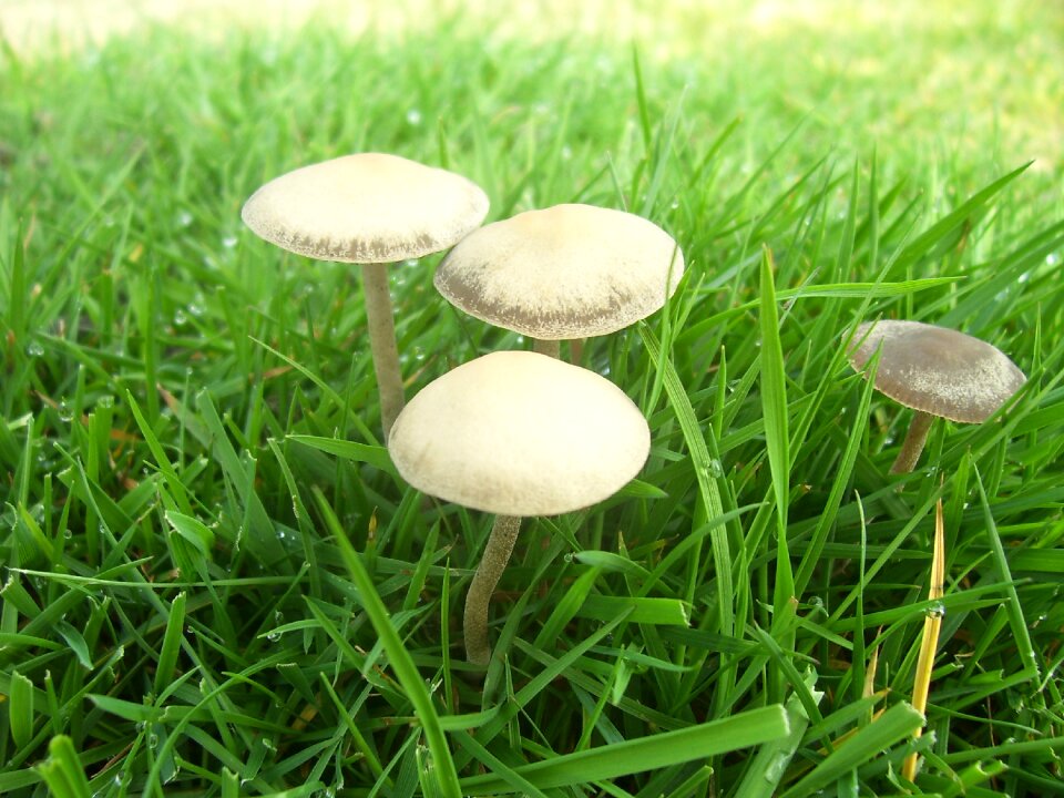 Fungus organism