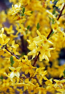 Forsythia plant background