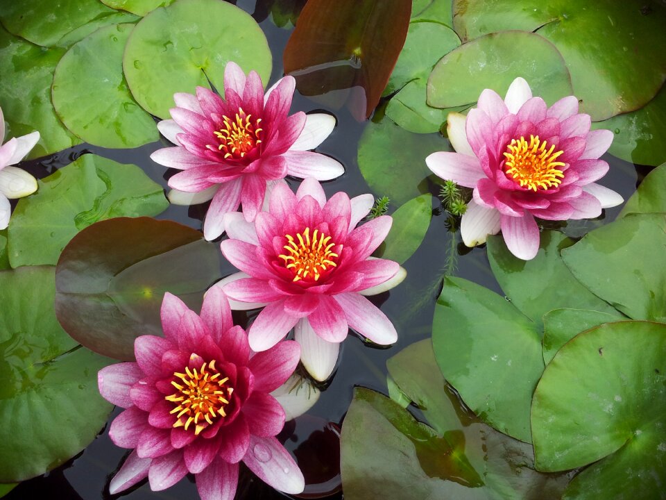 Flowers summer natural