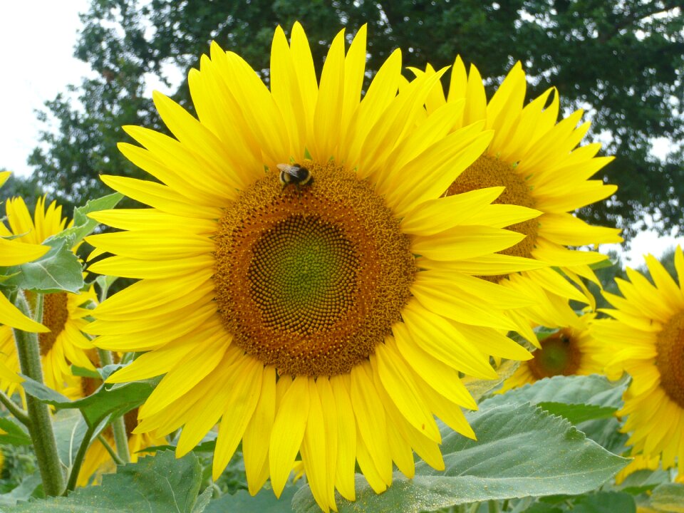 Blooming natural pollination