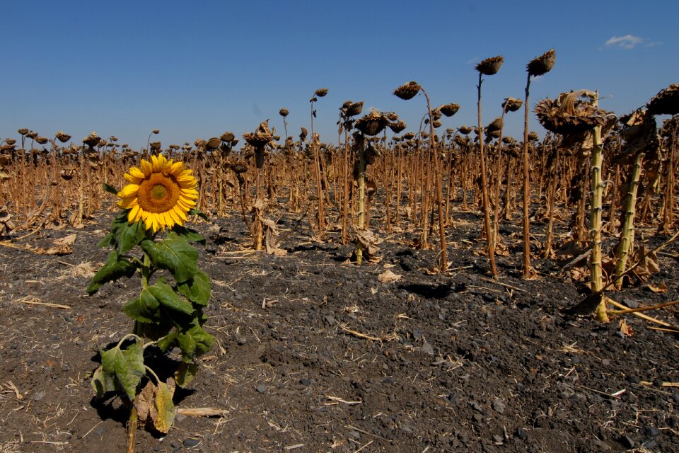 Sunflower field faded