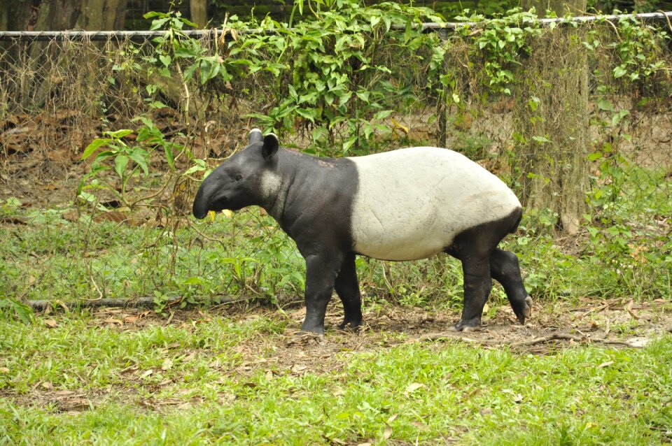 Wild zoo wildlife