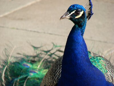 Feather iridescent color