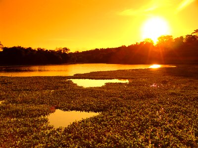 Lake aquatic plants sunset photo