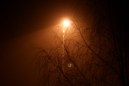 Evening branches the fog photo
