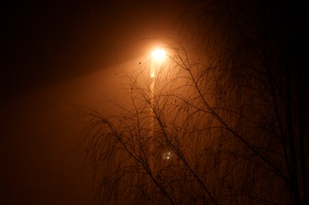 Evening branches the fog
