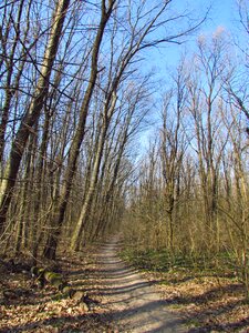 Nature green deciduous