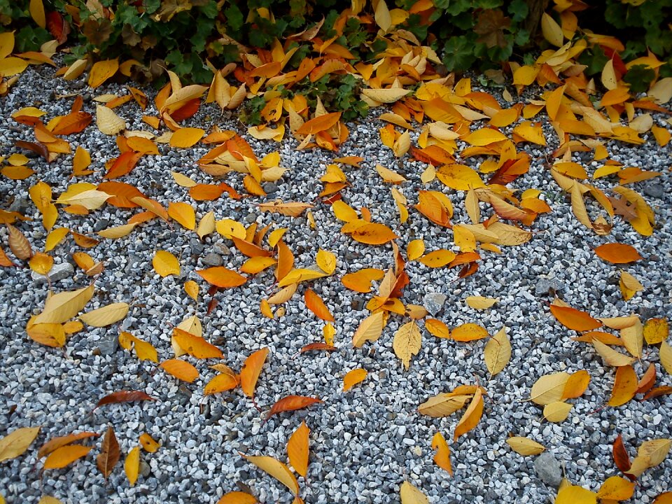 Dry golden steinchen