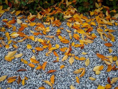 Dry golden steinchen photo