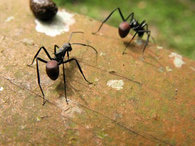 Insect natural