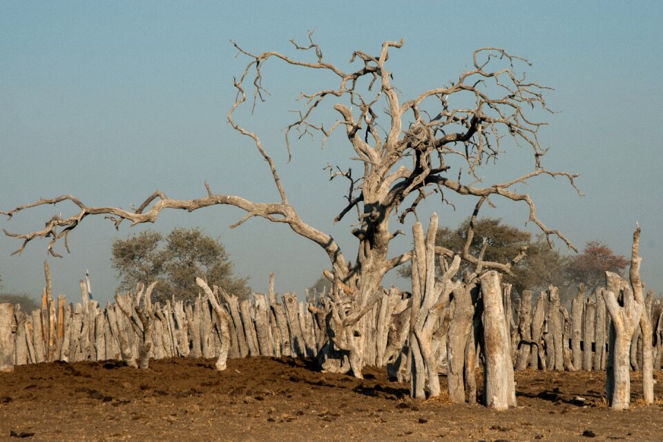 Kraal viehpferch botswana