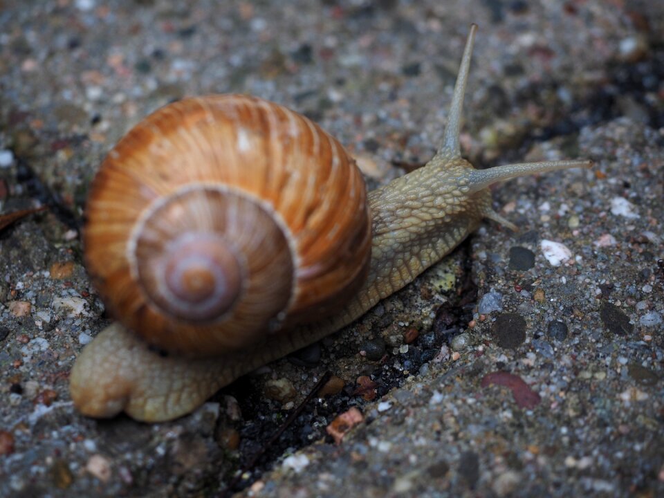 Crawl mollusk reptile