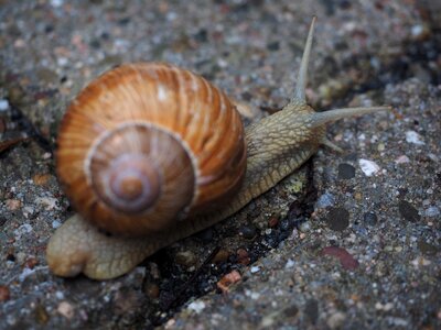 Crawl mollusk reptile