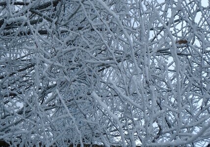 Tree branches frost