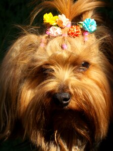 Pet domestic animals puppy