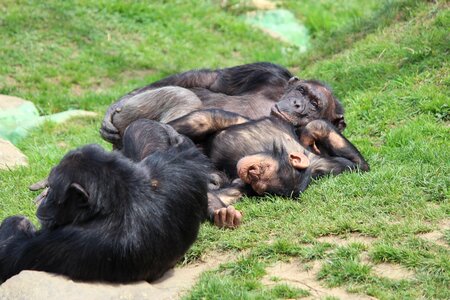 Monkey zoo sleep photo