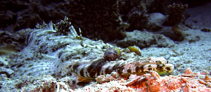 Water sea underwater world