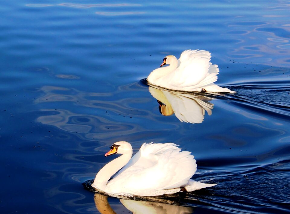 Plumage lake lake constance