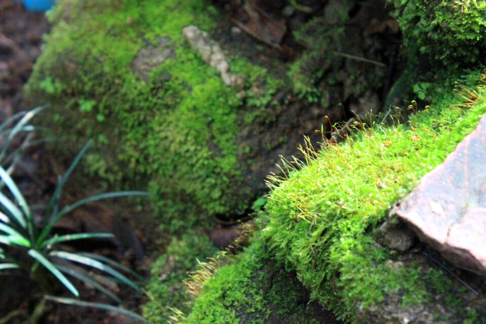 Moss stairs natural