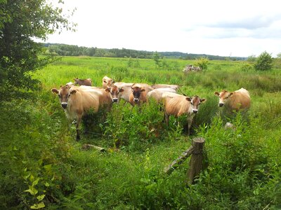 Cows natural mark