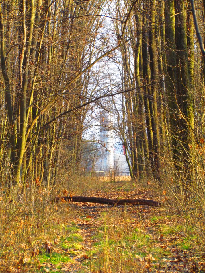 Nature deciduous walk