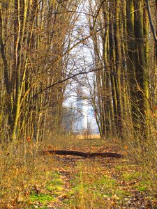 Nature deciduous walk
