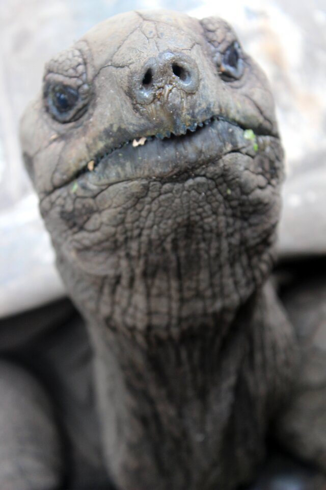 Slowly tortoise giant tortoise