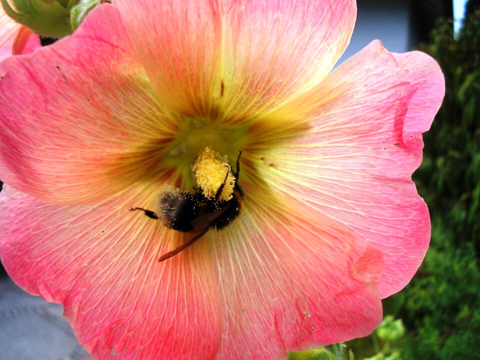 Pink mallow bright