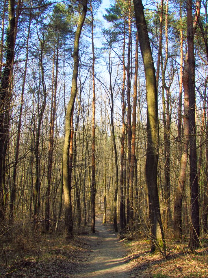 Nature walk rest