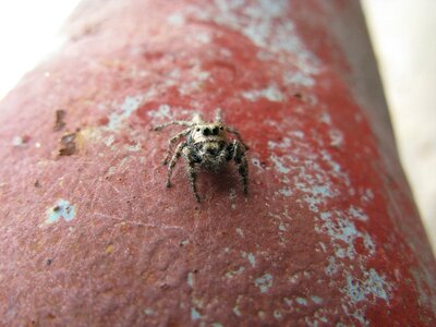 Insect bug