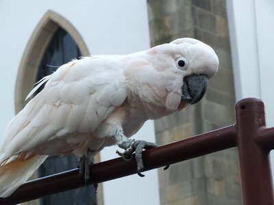 Cockatoo parrot pink