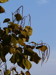 Ornamental fruits tree