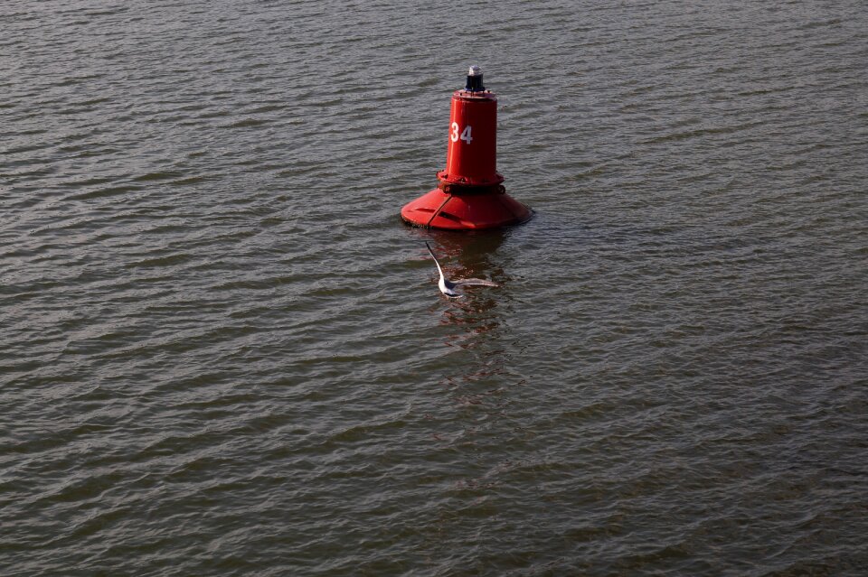 River seagull nature