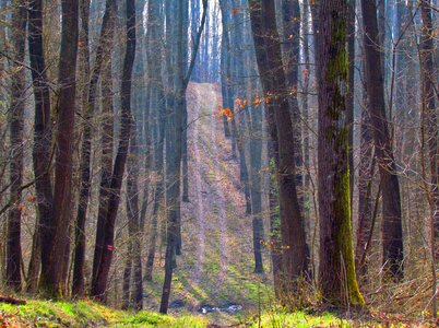 Road footpath nature