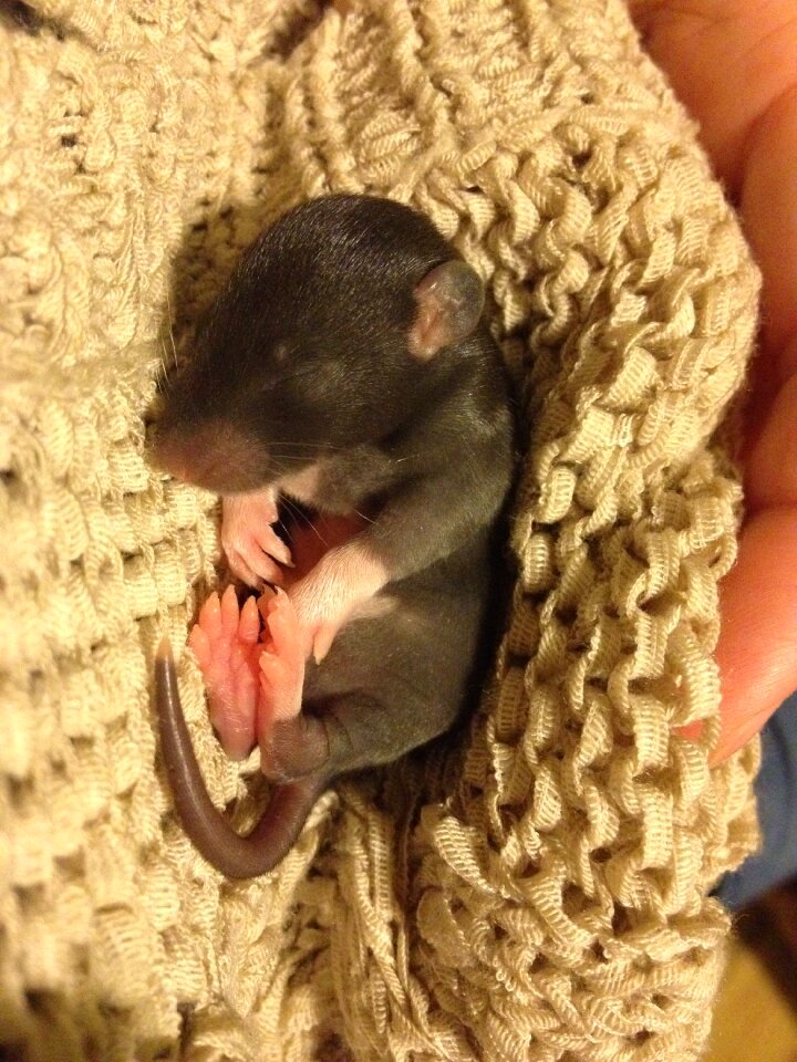 Little thing small rodent