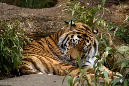 Wildcat relax