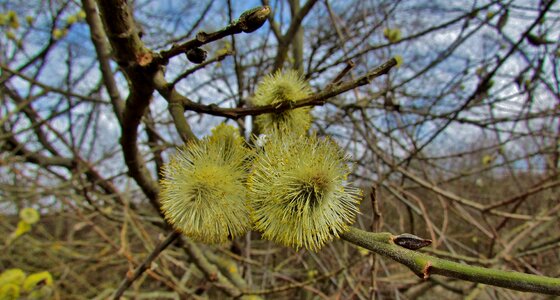 Spring wood nature