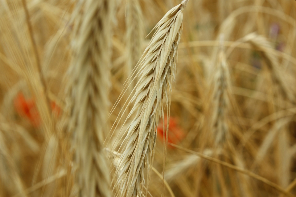 Grains harvest the stem