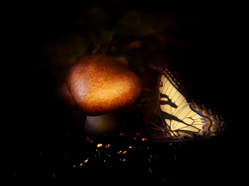 Brown butterfly fantasy