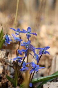 Wild flowers spring blue